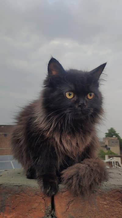 x punch face Persian with male for sale