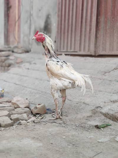 aseel long hight location okara