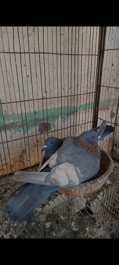 white bar gagra pair