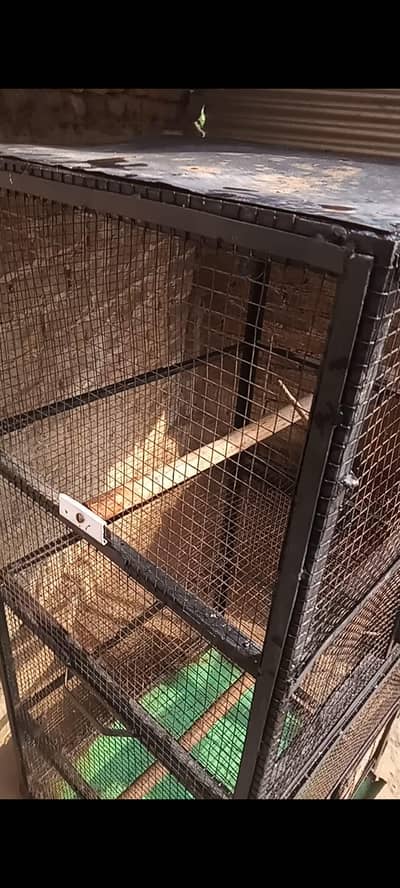 Parrot Cage