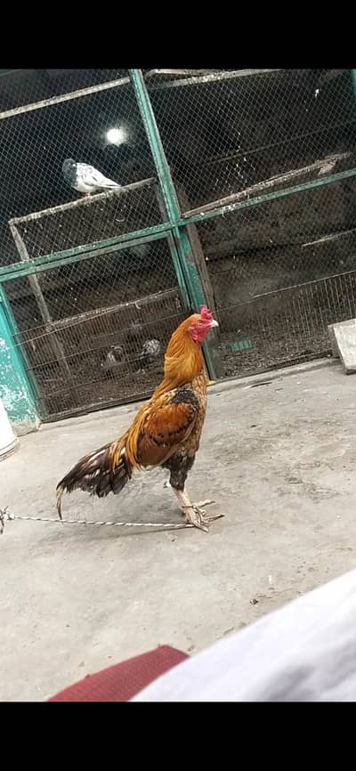 I am selling my hen
