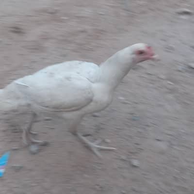 Aseel Murghi for sale