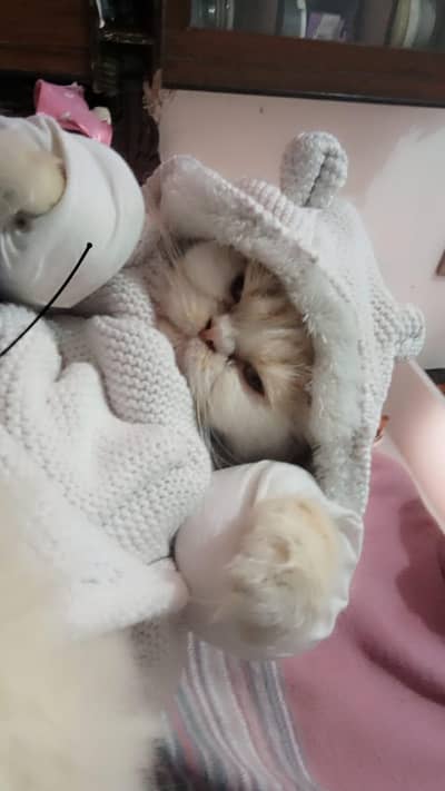 Persian cat pair breeder