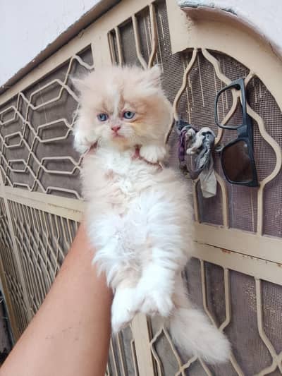 12 Triple cotted kittens Available. 03282553200