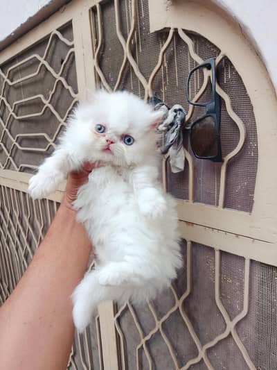 7 Triple cotted kittens Available. sim y whatsap p just cal 03282553200