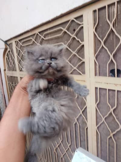 8 TRIPLE COTTED PUNCH  FACE KITTENS Available