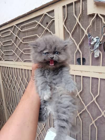 8 TRIPLE COTTED PUNCH  FACE KITTENS Available