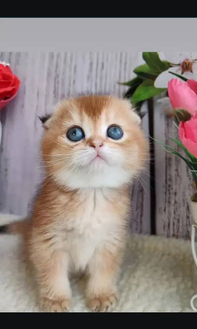 Scottish fold cat. 0313 4935014