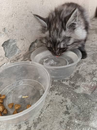 pecian kitten for sale