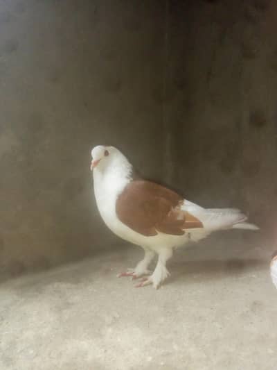 3 انڈو سمیت کبوتر کا جوڑا