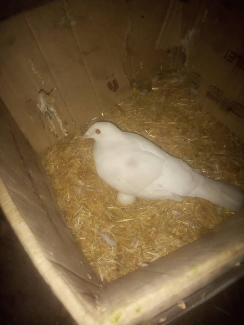 3 انڈو سمیت کبوتر کا جوڑا 1