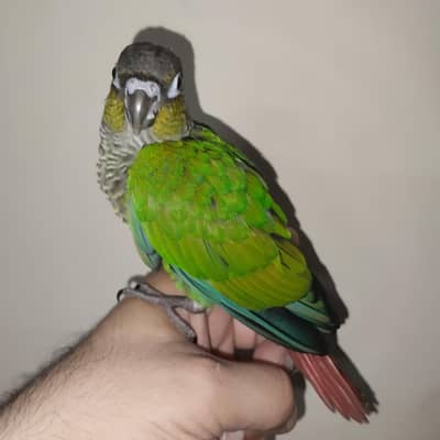 green cheek conure chick hand tame fly tame - 03214382921
