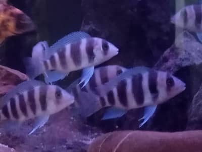 FRONTOSA & DOLFIN CICHLEDS FOR SALE