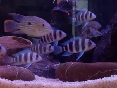 FRONTOSA FOR SALE