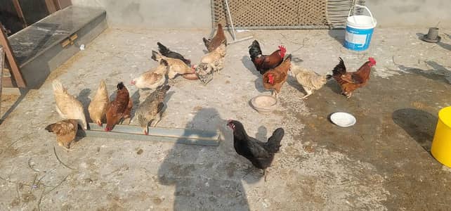 Desi Hens | Golden Misri | RIR | Hybrid Hen | Egg laying hen
