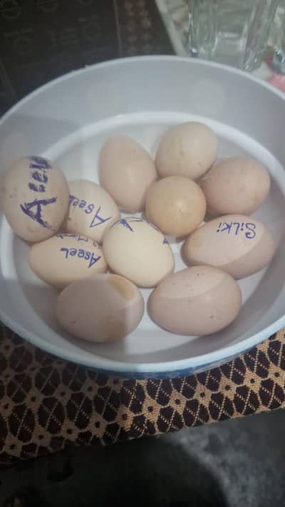 Fertile Eggs of golden+White buff hen