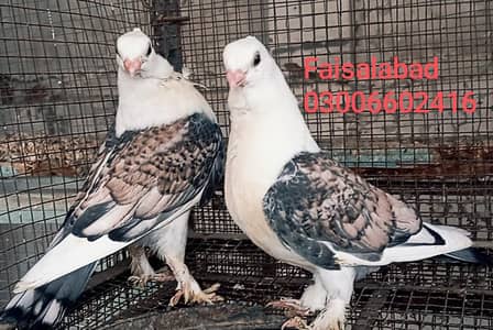 high quality aseel males