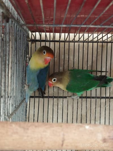 Parblue opline pair  & dove