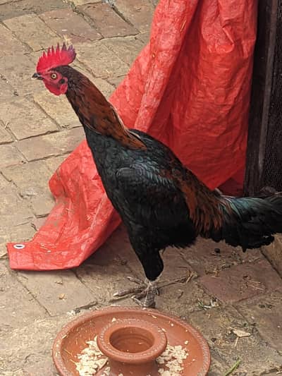 ماشاءاللہ بینگم کراس میں پٹھا ہے پکویا کراس میں ہے بہت ہی لاجواب چیز