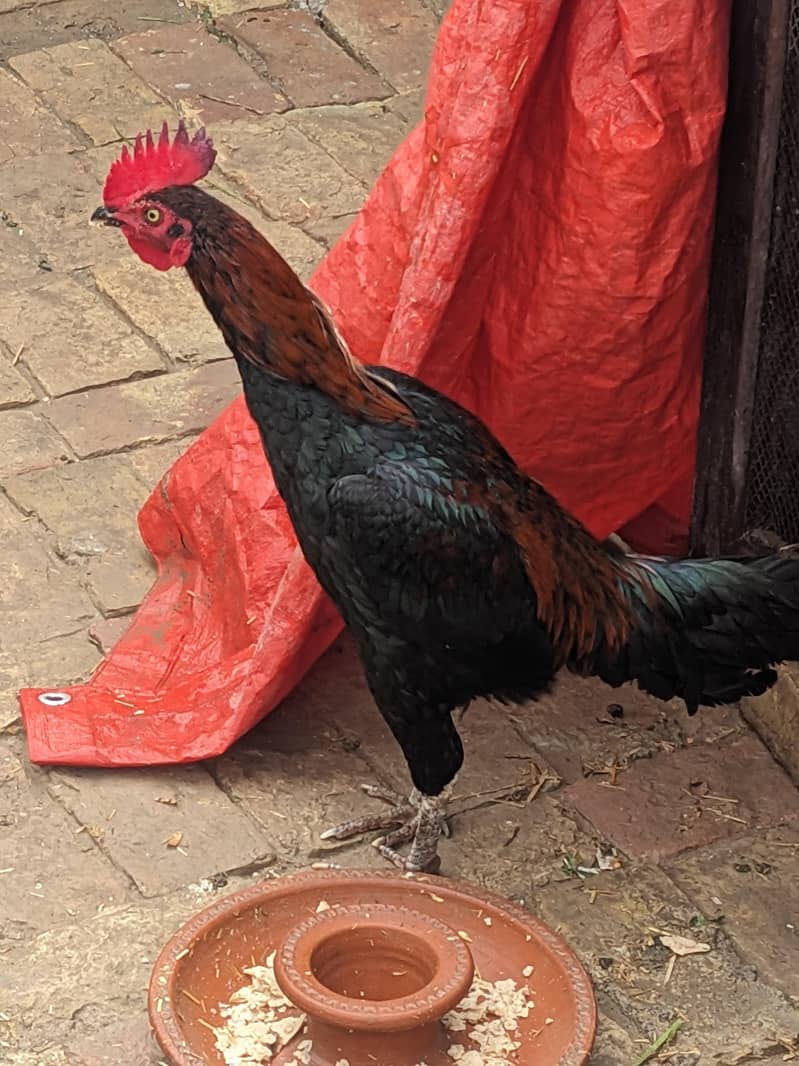 ماشاءاللہ بینگم کراس میں پٹھا ہے پکویا کراس میں ہے بہت ہی لاجواب چیز 0