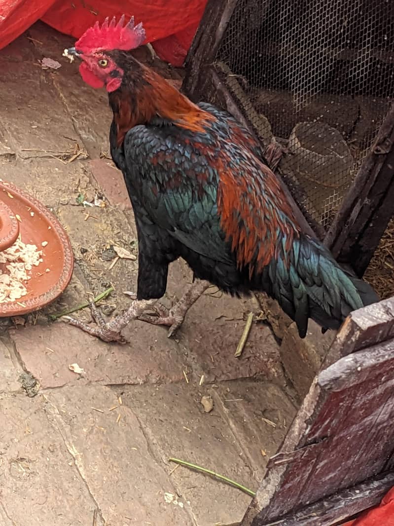 ماشاءاللہ بینگم کراس میں پٹھا ہے پکویا کراس میں ہے بہت ہی لاجواب چیز 1