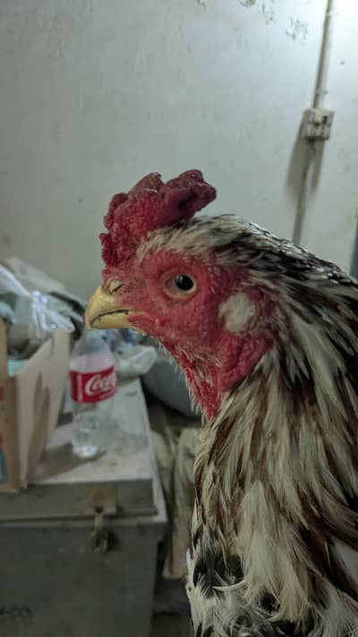 Quality Pair and chicks for sale