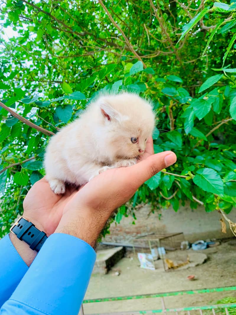 Triple Code Healthy 1