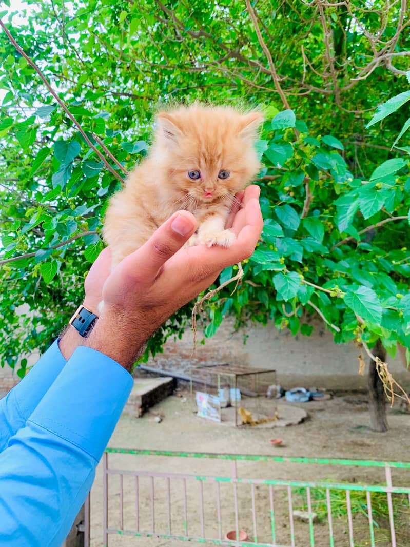 Triple Code Healthy 2