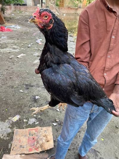 top quality aseel lasani murgi churus nali