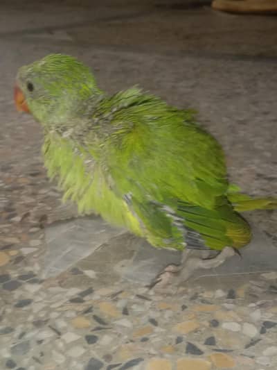 Desi Pakistani parrot