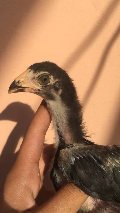 Exchange with PATHI possible Veit x japnese