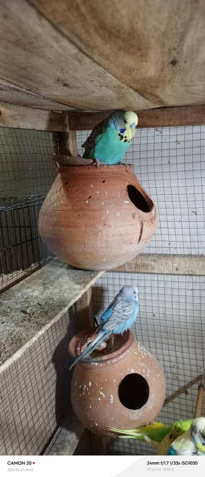 budgies and exhibition setup