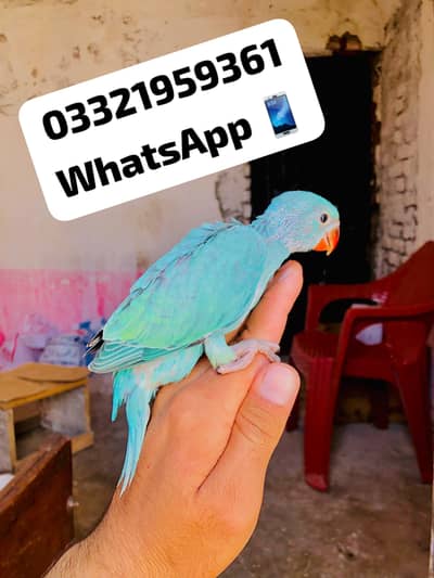 Blue Ringneck Chicks Available