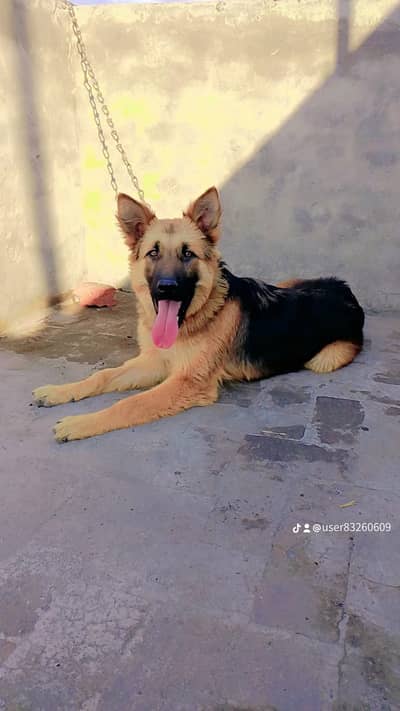 German shepherd male Dog/ family Dog / GSD male