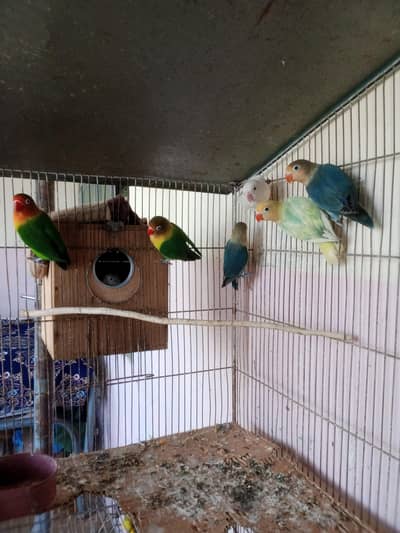 love birds urgent sale
