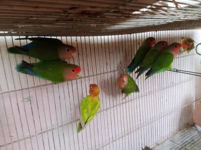 love birds urgent sale