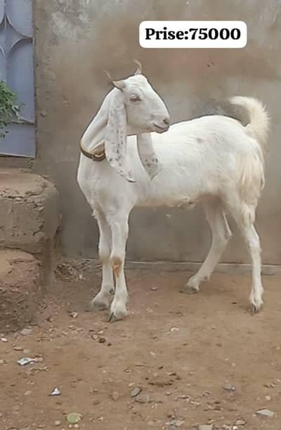 khassi Bakra qurbani 2026 (2 Dant)