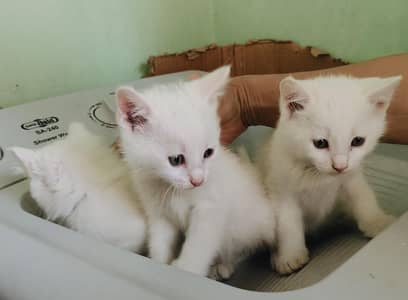 White beautiful kittens males and female