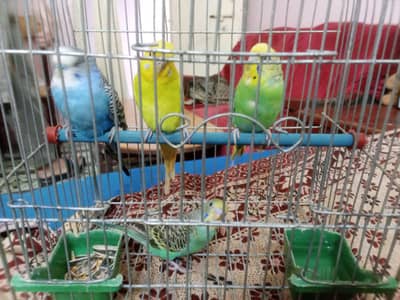 love birds urgent sale