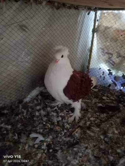 breeder frill back female