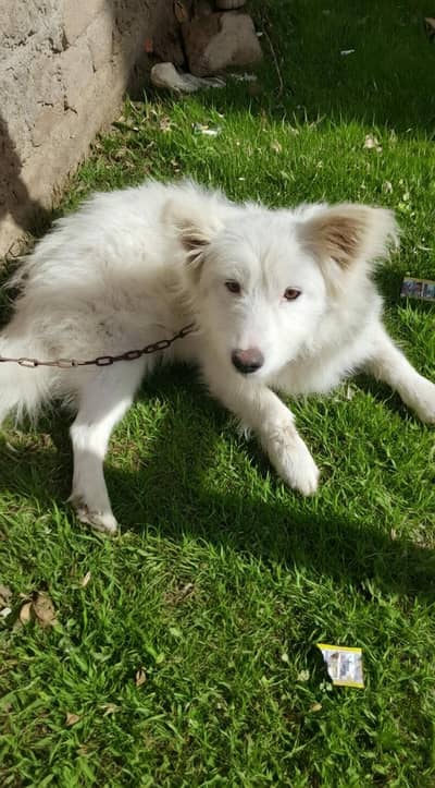 Beautiful Pure White Fluffy Russian Female Dog