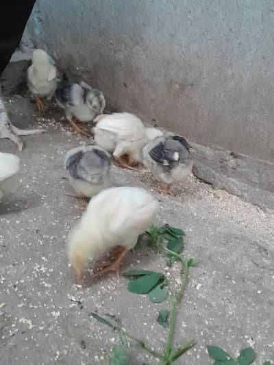 03079211115