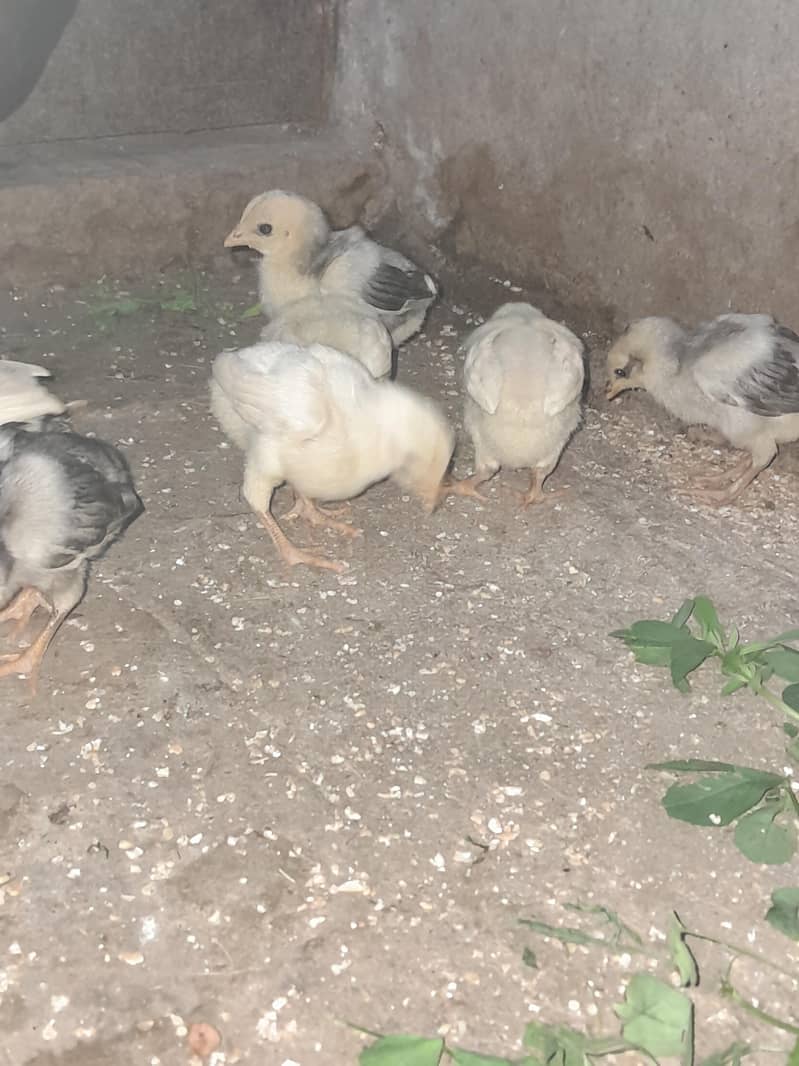 03079211115 3