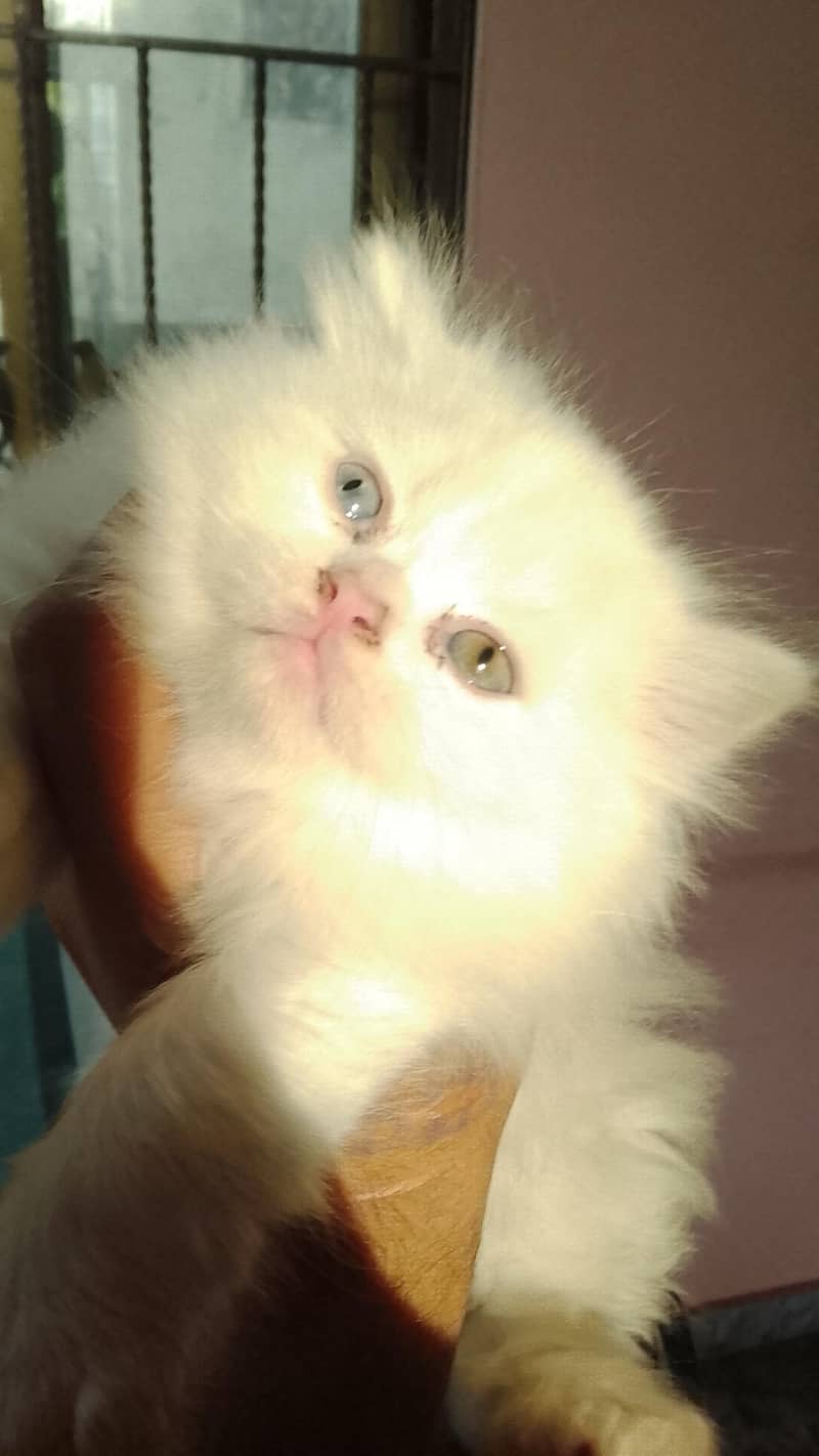 female kittens home breed punched face 2