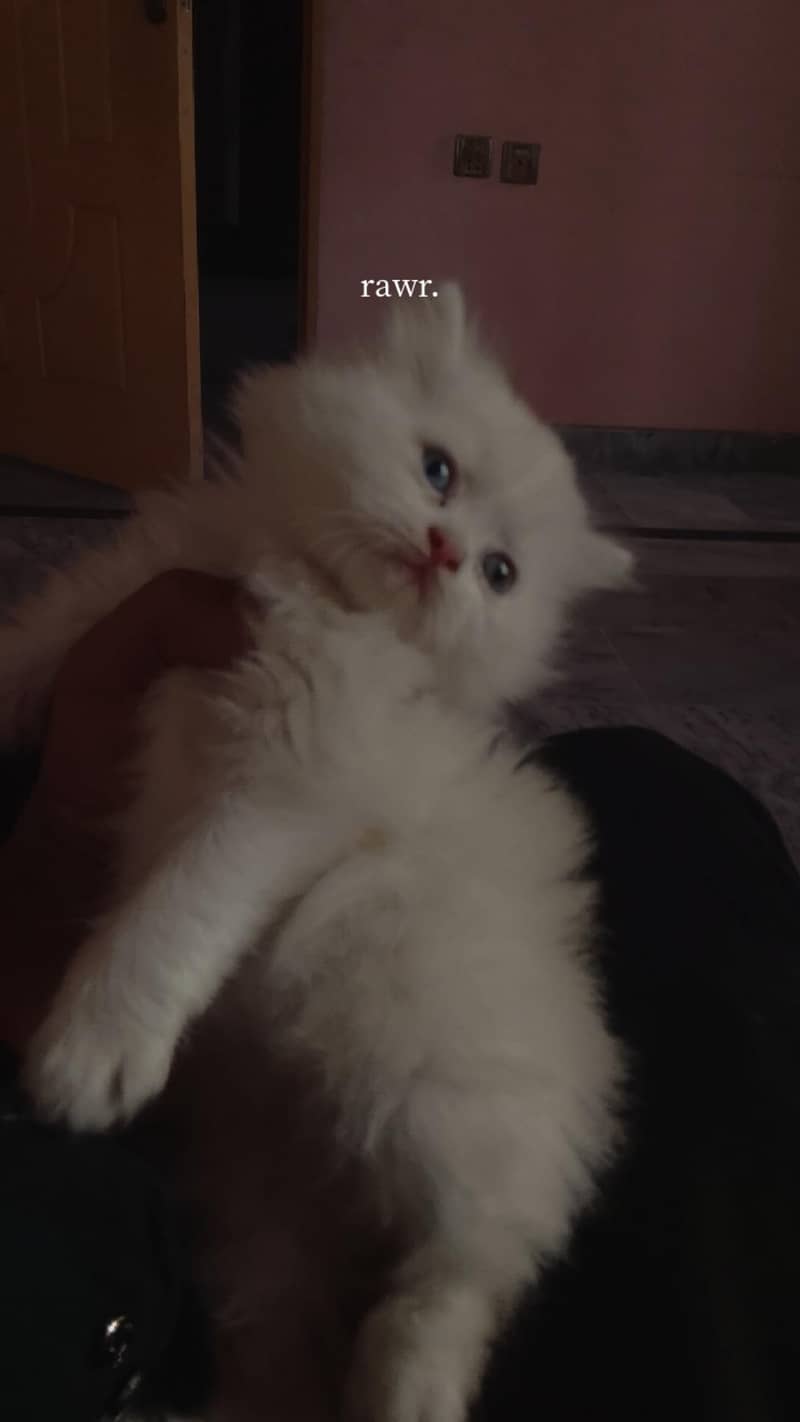 female kittens home breed punched face 3