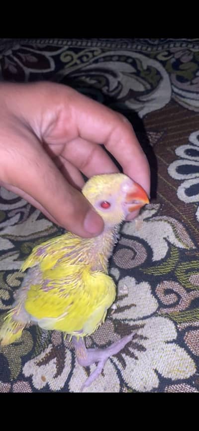 Yellow Chicke For Sale. . . . . 03059322440