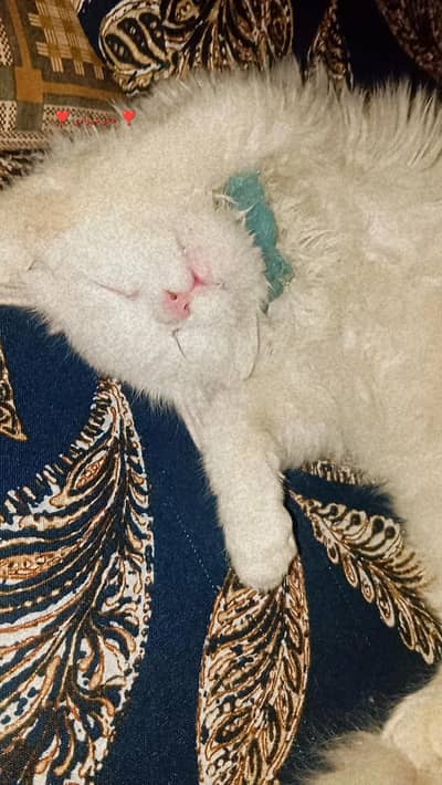 Beautiful White snowballFluffy cat seeking new home  