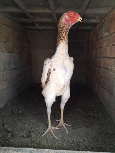 shamo eggs and chicks available