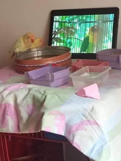 Lovebirds pair house trained for sale