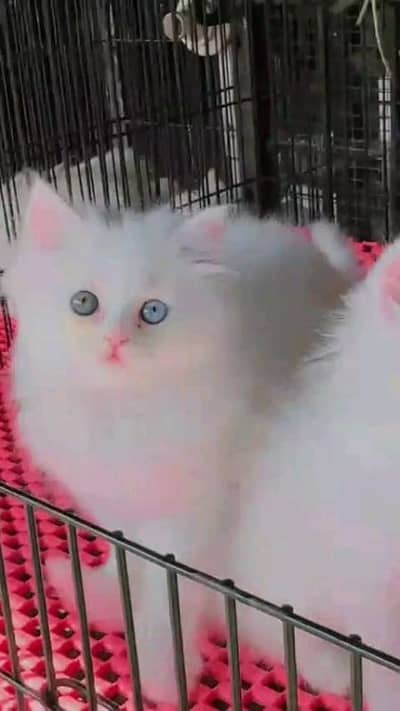 Persian cat for sale male female vaccine clear